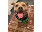 Adopt Jack a Tan/Yellow/Fawn - with White Staffordshire Bull Terrier / Mixed dog