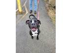 Adopt Jackson a Black American Pit Bull Terrier / Mixed dog in Matteson