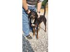 Adopt Henry a Black - with Brown, Red, Golden, Orange or Chestnut Mountain Cur /