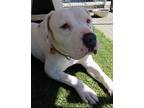 Adopt Faye a White American Staffordshire Terrier / Mixed dog in Frazier Park