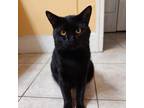 Adopt Tango a All Black Domestic Shorthair / Mixed cat in Fort Lauderdale