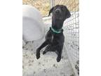 Adopt Rain a Black Labrador Retriever / Mixed dog in Altoona, PA (37316621)