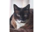 Adopt Alison a Brown or Chocolate Domestic Shorthair / Domestic Shorthair /