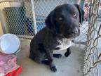Adopt Kronos a Black Flat-Coated Retriever / Mixed dog in Moses Lake