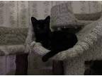 Adopt Desi a All Black Domestic Shorthair (short coat) cat in valhalla
