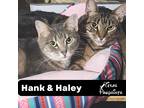 Adopt Bonded Pair Hank & Haley a Tan or Fawn Tabby Domestic Shorthair (short