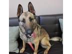 Adopt Sage aka Sable a Tan/Yellow/Fawn - with Black German Shepherd Dog / Mixed