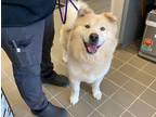 Adopt Sampson a White Chow Chow / Mixed dog in Houston, TX (36314849)