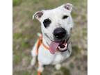 Adopt Luna a White - with Tan, Yellow or Fawn Pointer / Mixed Breed (Small) /