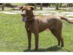 Adopt Copper a Brown/Chocolate Labrador Retriever / Mixed dog in Cashiers