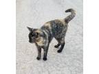 Adopt Taffy-courtesy only a Tortoiseshell Domestic Shorthair (short coat) cat in