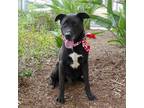 Adopt Duke a Black - with White Labrador Retriever / Great Dane / Mixed dog in