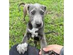 Adopt Gumbo a Gray/Silver/Salt & Pepper - with Black Pit Bull Terrier / Mixed