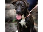 Adopt Luna a Brindle Labrador Retriever / Mixed Breed (Medium) / Mixed dog in