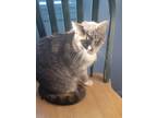 Adopt Pretty Girl a Gray or Blue (Mostly) Domestic Mediumhair (medium coat) cat