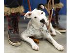 Adopt Sasha a White - with Black Pit Bull Terrier / Dalmatian / Mixed dog in