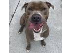 Adopt Braxton a Gray/Silver/Salt & Pepper - with Black Pit Bull Terrier / Mixed