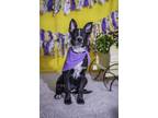 Adopt Panther a Black - with White Australian Cattle Dog / American