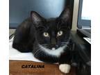 Adopt CATALINA a Black & White or Tuxedo Domestic Shorthair (short coat) cat in
