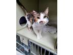 Adopt Maizee a Calico or Dilute Calico Calico / Mixed (short coat) cat in
