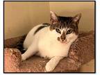 Adopt Aquila a White (Mostly) Domestic Shorthair (short coat) cat in Greensburg