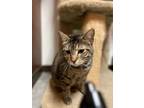 Adopt Valentina a American Shorthair / Mixed (short coat) cat in Fulton