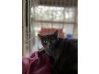 Adopt Soho a Domestic Shorthair / Mixed (short coat) cat in Fulton