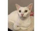 Adopt Bjork a White Domestic Shorthair (short coat) cat in Panama City Beach