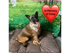 Adopt Dani a Black - with Tan, Yellow or Fawn Belgian Malinois / Mixed dog in