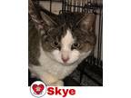 Adopt Skye a Spotted Tabby/Leopard Spotted Domestic Shorthair cat in Hicksville