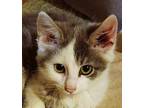 John Henry Maine Coon Kitten Male