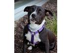 Lucy American Pit Bull Terrier Young Female