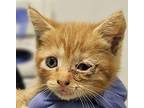 Ms.Sassy Domestic Shorthair Kitten Female