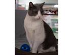 Rosco Domestic Shorthair Senior Male