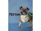 Peyton Mixed Breed (Medium) Adult Male