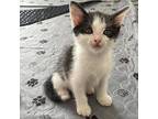 Mick Domestic Shorthair Kitten Male