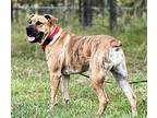 ARLO Mountain Cur Adult Male