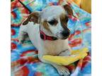 Bubbles Jack Russell Terrier Young Female