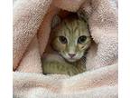 Star Domestic Shorthair Kitten Male