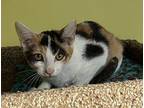 Penny Domestic Shorthair Young Female