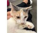 Honey Domestic Shorthair Kitten Female