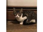 Brooke Domestic Shorthair Kitten Female