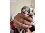 Simon Domestic Shorthair Kitten Male