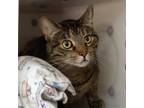 Josie Domestic Shorthair Adult Female