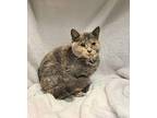 6017 (Jewel) Domestic Shorthair Kitten Female