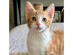 Luciano Domestic Shorthair Kitten Male