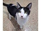 Jett Domestic Shorthair Young Male