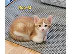 Roo Domestic Shorthair Kitten Male