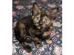 Mimi (friendly) Domestic Shorthair Kitten Female
