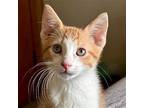 Jamil Domestic Shorthair Kitten Male